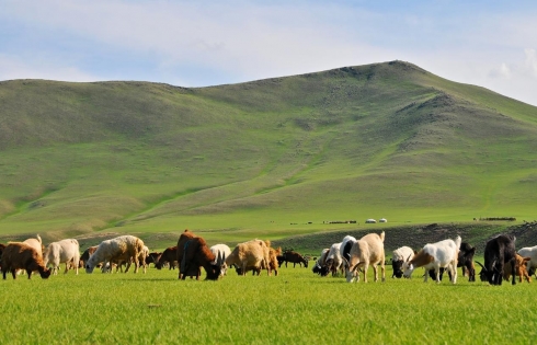 Chu du thảo nguyên Mông Cổ