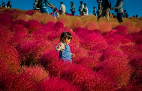 Rực sắc đỏ hồng nơi thiên đường hoa Hitachi mùa lá bay