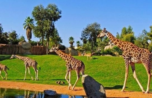 Khám phá Safari Park Việt Nam