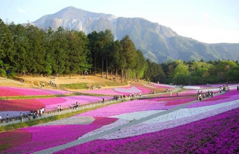Thưởng ngoạn suối hoa Tử đằng & mùa hoa Chi anh Nhật Bản