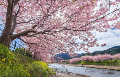 Thiên đường hoa bốn mùa hấp dẫn du khách tại Ibaraki