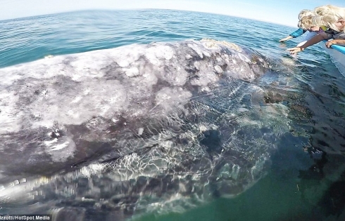 Khoảnh khắc kỳ diệu khi một con cá voi xám tiếp xúc bất ngờ với con người