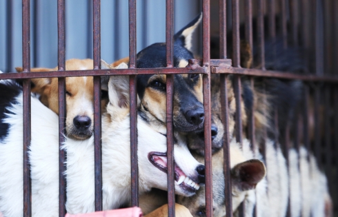 Du khách nói về “No to dog meat'