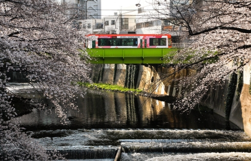 Nhật Bản rực rỡ sắc hoa đào mùa xuân