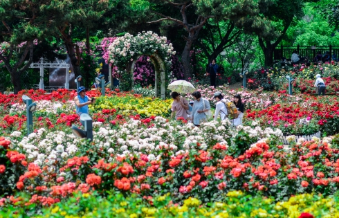 Rực rỡ lễ hội hoa hồng Ulsan 2019