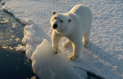 Gấu Bắc Cực truy đuổi đoàn người vì đói