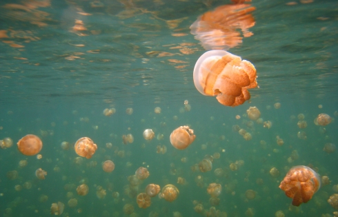Bơi giữa hàng ngàn sứa trong veo