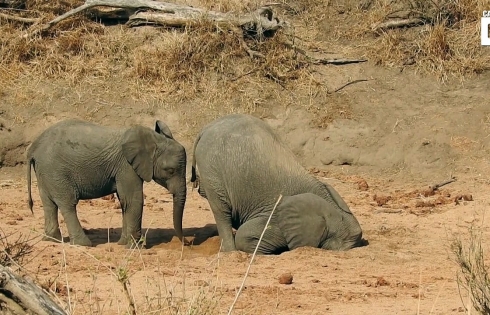 55 con voi chết đói ở Zimbabwe