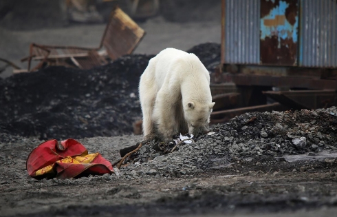 Gấu Bắc Cực bị vẽ bậy trên lưng