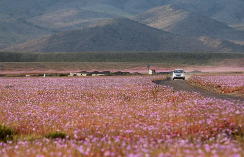 Khi sa mạc khô cằn nhất thế giới nở hoa