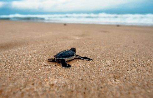 Rùa biển hiếm đẻ trên bãi biển vắng