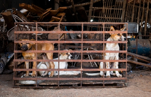Siem Reap cấm buôn bán thịt chó