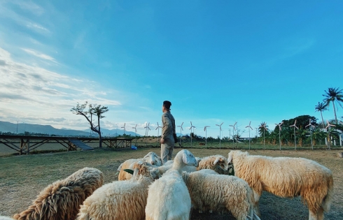Những cánh đồng cừu đẹp nhất Việt Nam