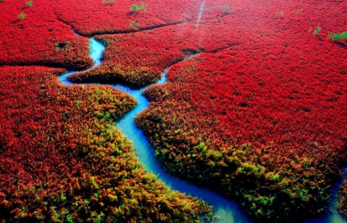 Biển Đỏ, Trung Quốc rực rỡ vào mùa thu