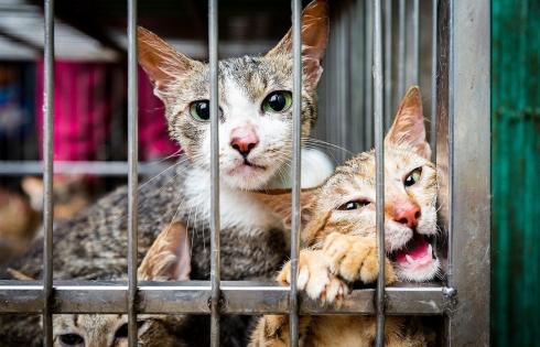 120 chú mèo được giải cứu ở Thái Lan