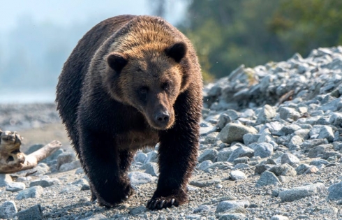 Gấu tấn công du khách trong rừng quốc gia ở Nga
