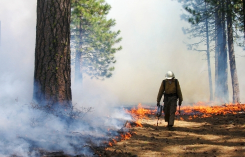 Hỏa hoạn thiêu rụi một nửa VQG ở Bắc California