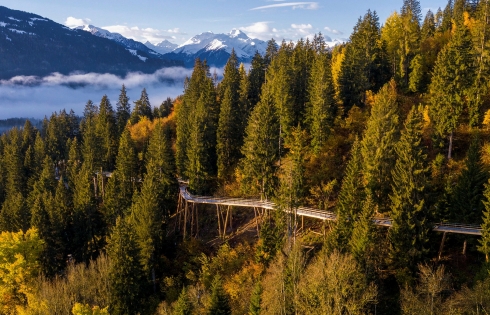 Mở đường đi bộ qua cây dài nhất thế giới ở Thụy Sĩ