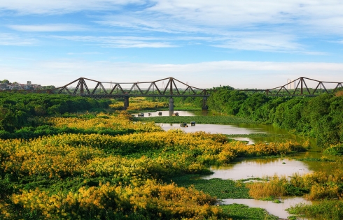 Một mùa cỏ lau lại về dưới chân cầu Long Biên