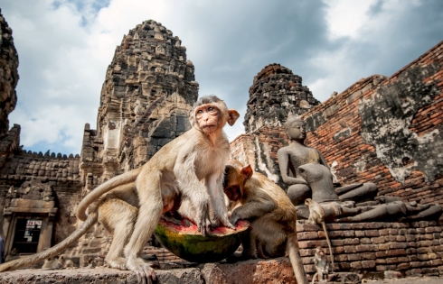 Thái Lan chào đón du khách bằng Lễ hội Khỉ