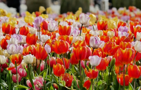 Hàng triệu bông hoa khoe sắc trong Lễ hội hoa tulip Istanbul