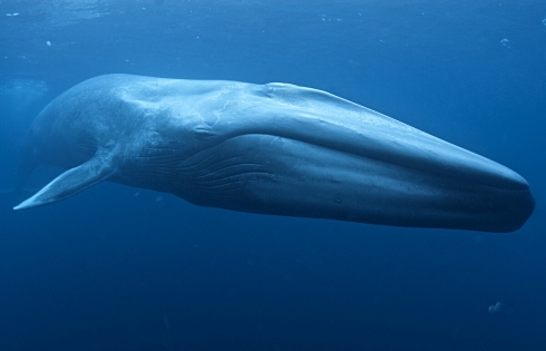 Đàn cá voi xanh xuất hiện ven biển Bình Định