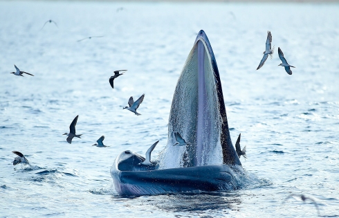 Thích thú với khoảnh khắc chứng kiến cá voi xanh săn mồi trên biển Đề Gi