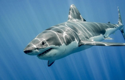 71% bề mặt trái đất sẽ ra sao nếu thiếu cá mập?