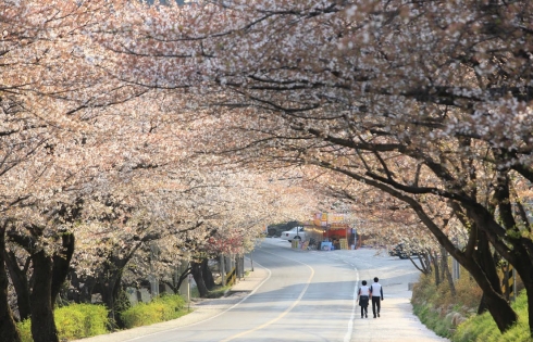 Lịch hoa anh đào nở ở Hàn Quốc 2023