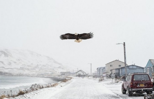 Unalaska, thị trấn của đại bàng đầu bạc