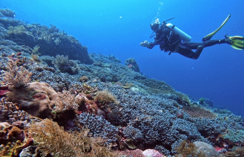 Hệ sinh thái phong phú khi trải nghiệm lặn ở quần đảo Alor, Indonesia