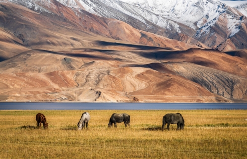Hồ Tso Moriri, Ladakh - đẹp như một giấc mơ