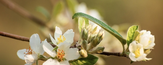 Sắc trắng tinh khôi hoa táo mèo phủ kín Nậm Nghiệp