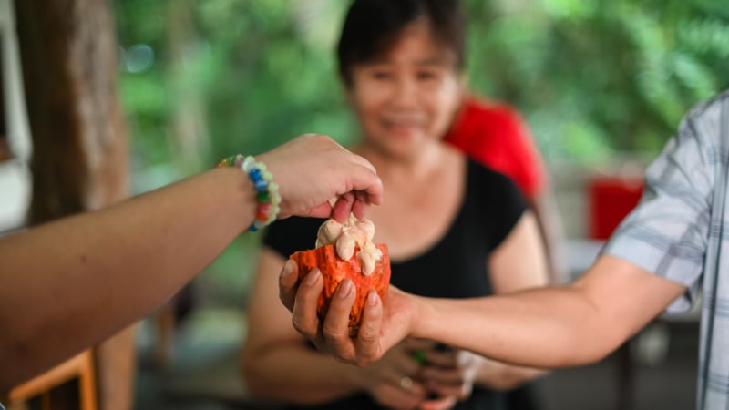 Trải nghiệm làm socola thủ công tại 'thủ phủ' cacao Philippines