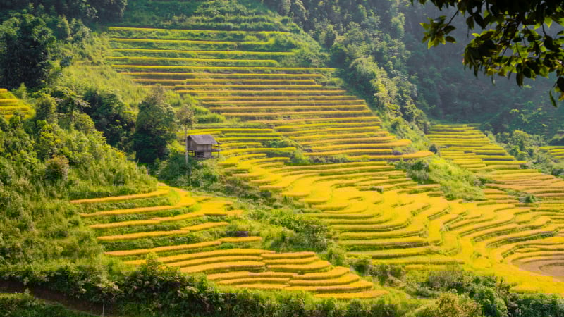 Theo dân bản địa săn 'mùa vàng' tại Lào Cai