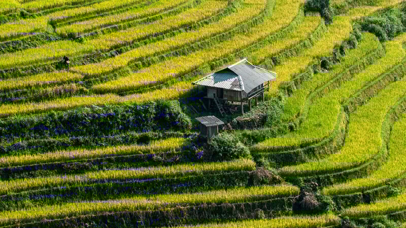 Lào Cai: 'Sắc Thu cao nguyên' đã sẵn sàng
