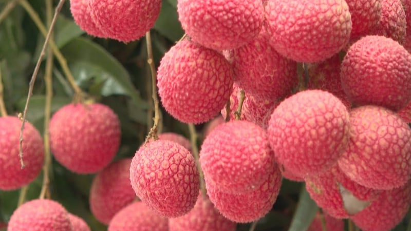 Loại vải của Việt Nam to như trứng gà, giá lên tới 300 nghìn đồng/kg
