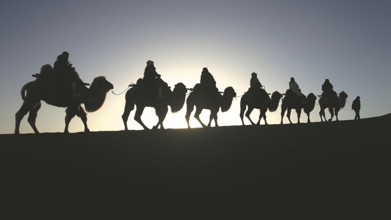 Trung Quốc lắp đèn giao thông cho lạc đà