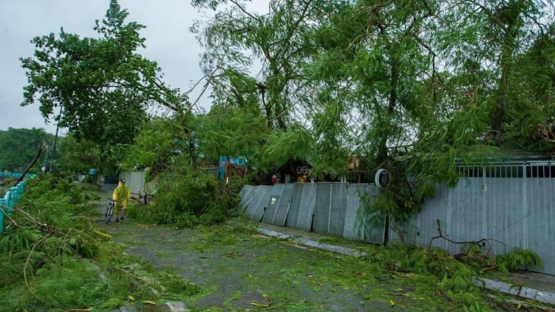 Khu danh thắng Tràng An muốn mua cây bị siêu bão Yagi quật đổ về chăm sóc