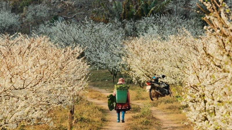 Khách đổ xô đến Mộc Châu, Hà Giang săn cảnh đẹp sau Tết