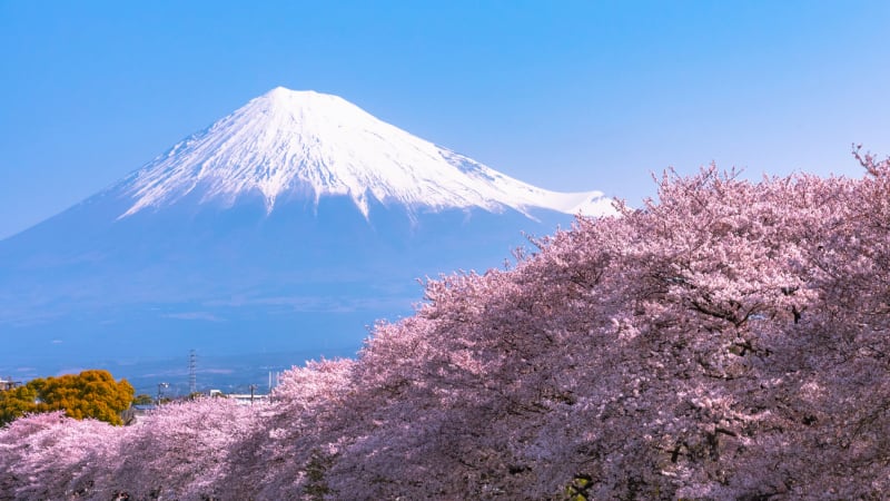 Nhật Bản dự báo mùa hoa anh đào ở Tokyo sớm hơn thường lệ