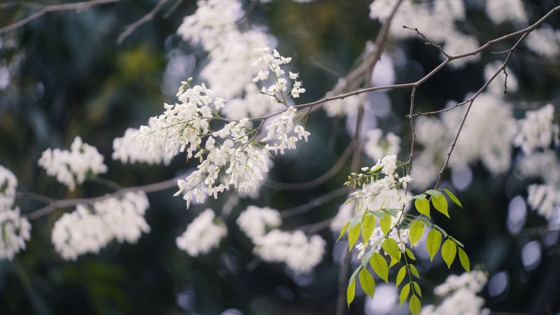 Tháng Ba gọi hoa sưa về...