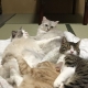 Dịch vụ thử nuôi mèo hút khách ở Nhật