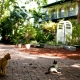 Mèo đột biến hút khách đến nhà Hemingway