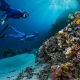 'Bí kíp' bảo vệ rạn san hô khi du lịch