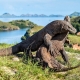 Các dự án của Indonesia có thể gây hại rồng Komodo