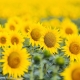 5 cánh đồng hoa đẹp nhất Vương quốc Anh