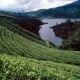 Sri Lanka: giọt lệ tươi xanh vùng Nam Á
