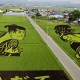 Ấn tượng nghệ thuật Tanbo trên đồng lúa Nhật Bản