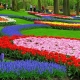 Rực rỡ lễ hội hoa tulip ở Hà Lan
